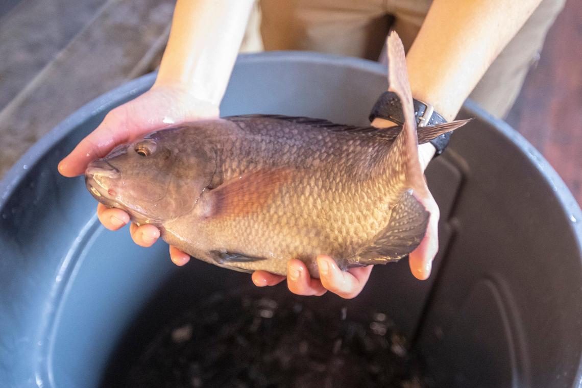 Kaitlyn Dykstra, farm manager, holds a tilapia at FoodChain. “Fresh is a hard thing to measure, but we tend to rely on distance traveled,” FoodChain director director Becca Self said. “On average food travels 1,400 miles from farm to plate. This doesn’t even travel 1,400 feet.”