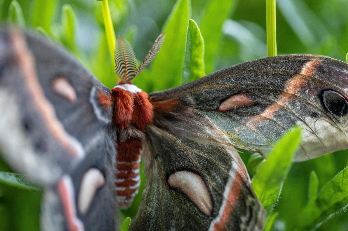 A cecropia moth at Luna’s Coffee, Wine & Butterfly Cafe.