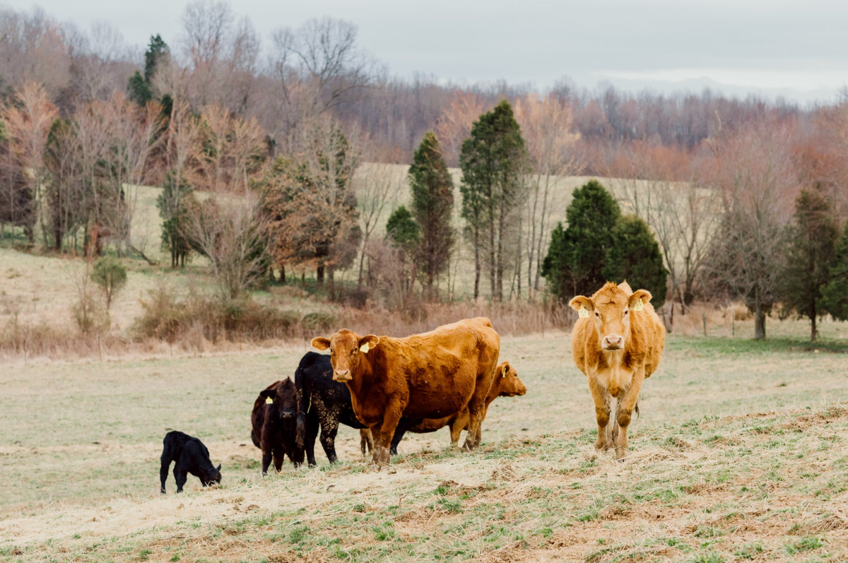 At Hayden Farms, there are about 160 cow-calf pairs in addition to production bulls and some commercial poultry.