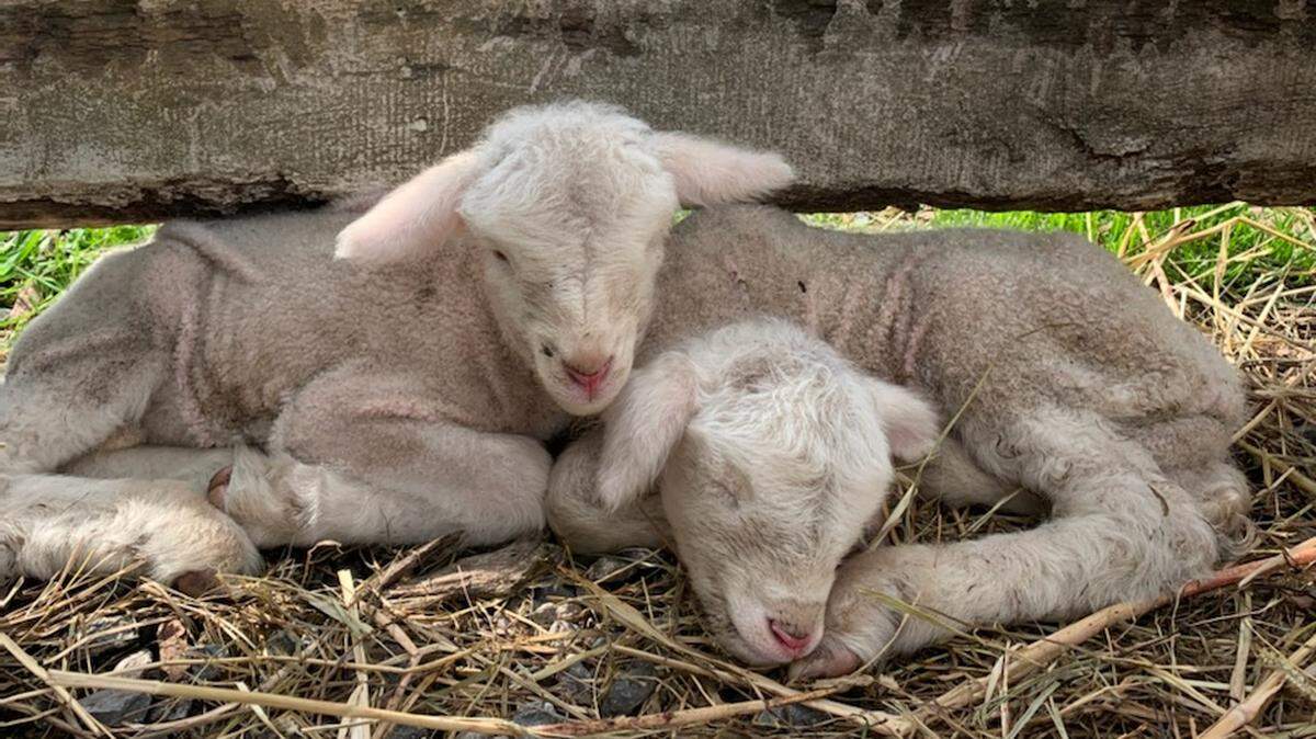 Baashear, left, and Virginia, are named in honor of Kentucky Gov. Andy Beshear and American Sign Language interpreter Virginia Moore.