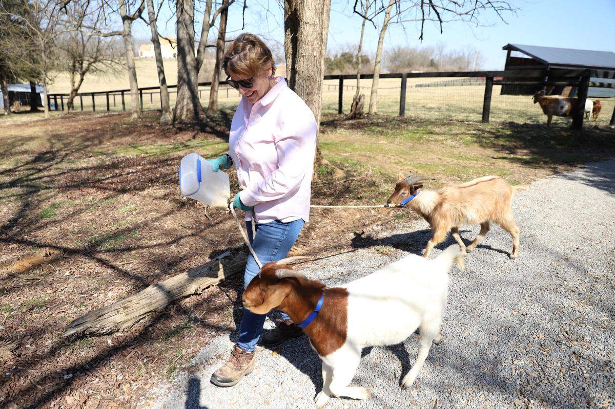 Jan Roehl, owner of Picnic with Goats, leads two of her goats to the picnic area.