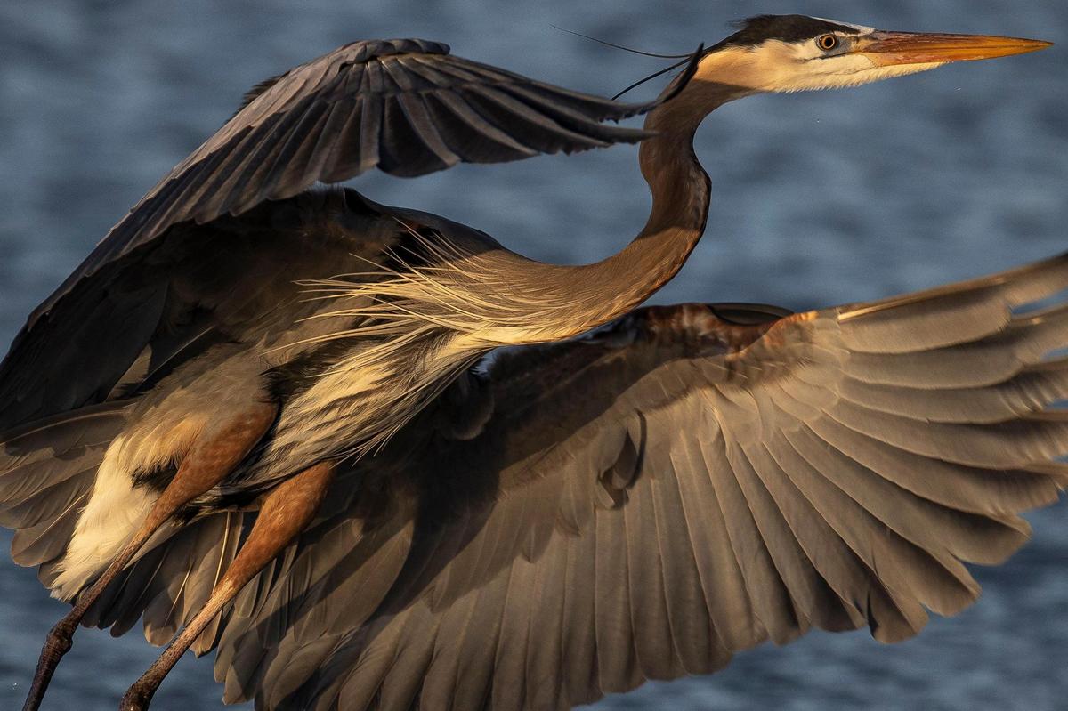 A great blue heron takes flight above the Jacobson Park Reservoir in Lexington on Friday, March 19, 2021.