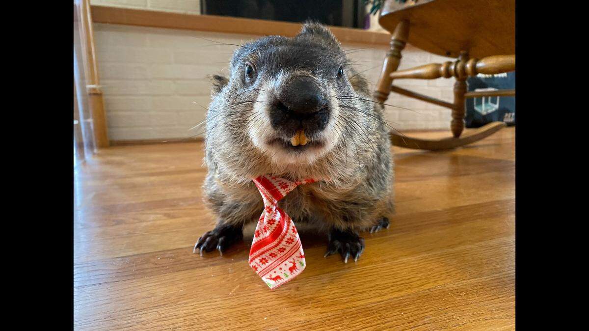Major, a groundhog at the Second Chances Wildlife Center in Bullitt County, predicted an early spring a few days before dying on Groundhog Day, Feb, 2, 2024.