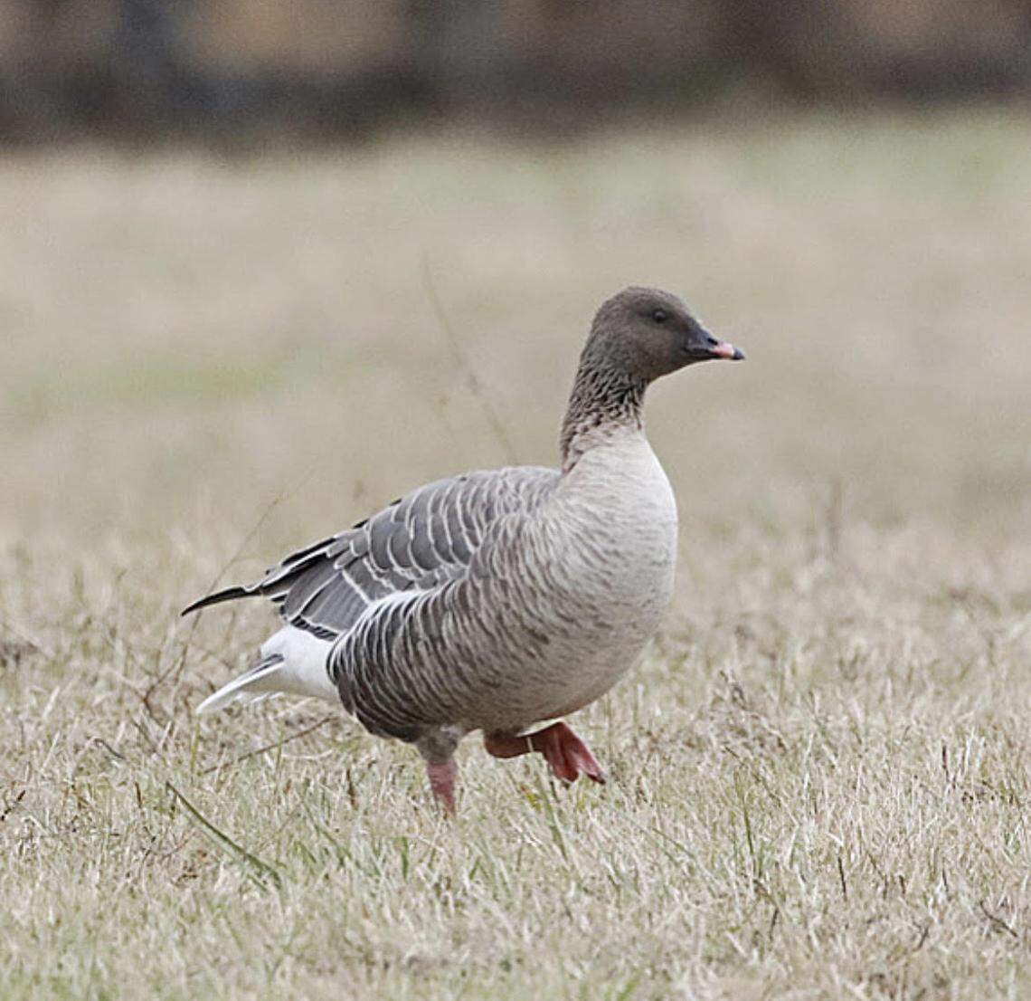 The pink-footed goose was spotted in central Kentucky the week of Dec. 21.