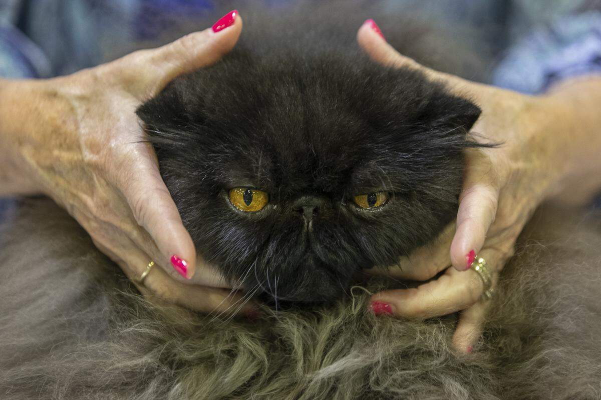 The third annual Triple Crown Cat Fanciers CFA Allbreed Cat Show was held at Kentucky Indoor Sports Saturday and Sunday.
