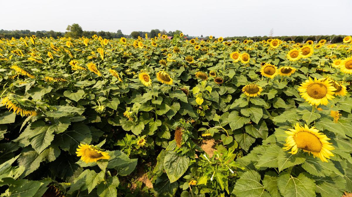 A field of sunflowers were available for visitors to walk through at Eckert’s Orchard in Versailles, July 29, 2021.