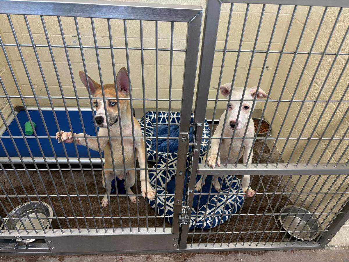 Icarus and Valeria, two dogs up for adoption at the Lexington Humane Society, look out from their cage at the shelter July 3.