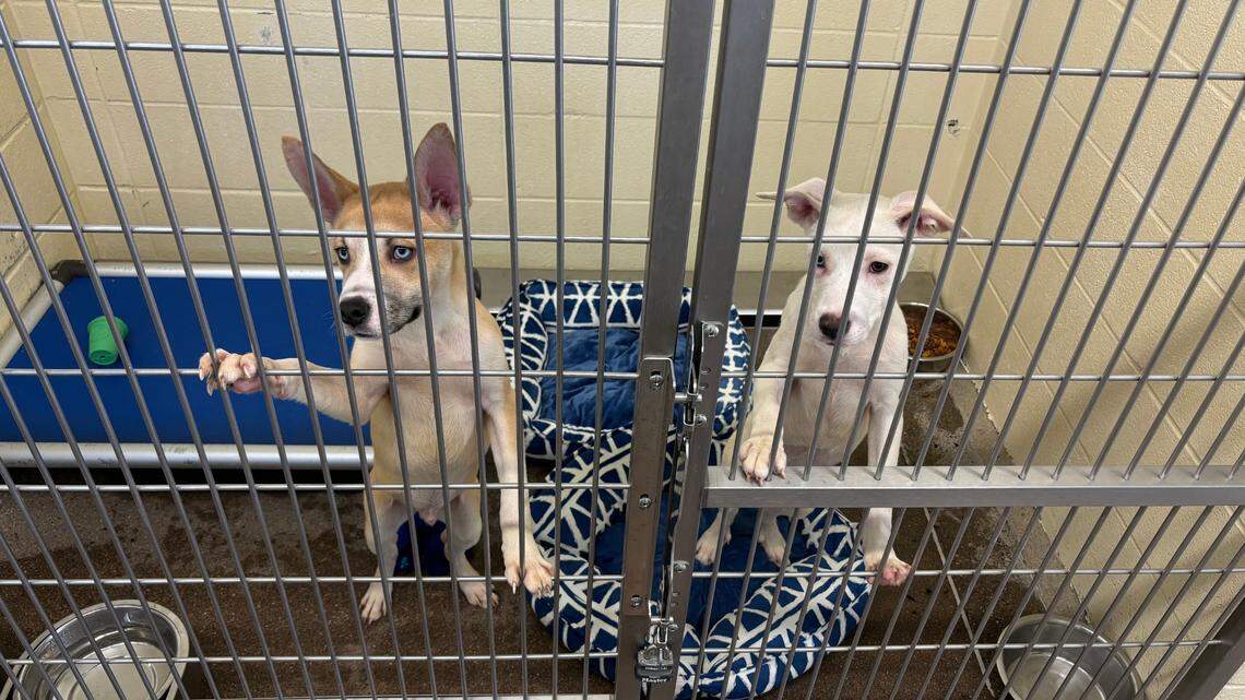 Lexington pet store sues city over law banning puppy, kitten sales