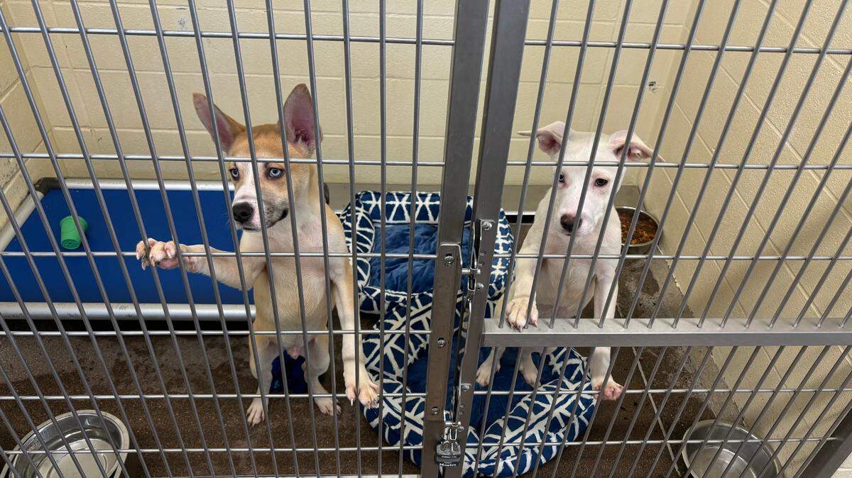 Icarus and Valeria, two dogs up for adoption at the Lexington Humane Society, look out from their cage at the shelter. 