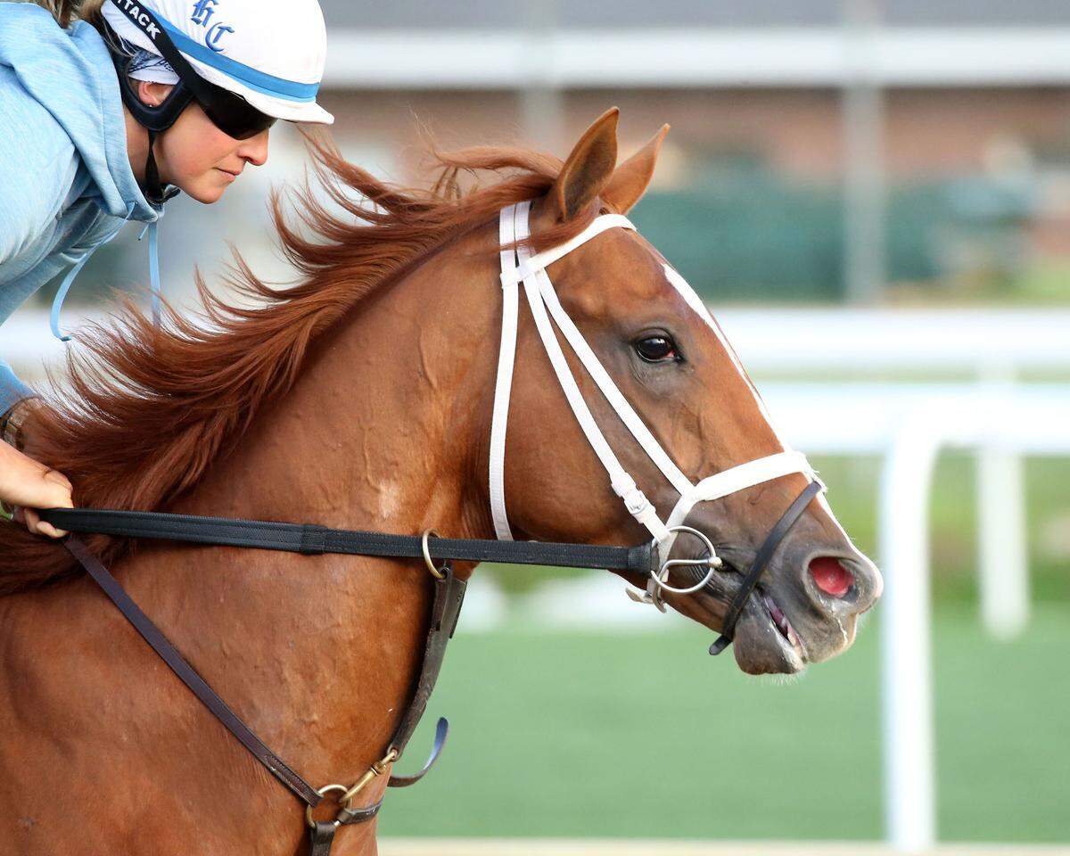 Cyberknife, a Kentucky Derby hopeful, gallops at Churchill Downs on April 26.