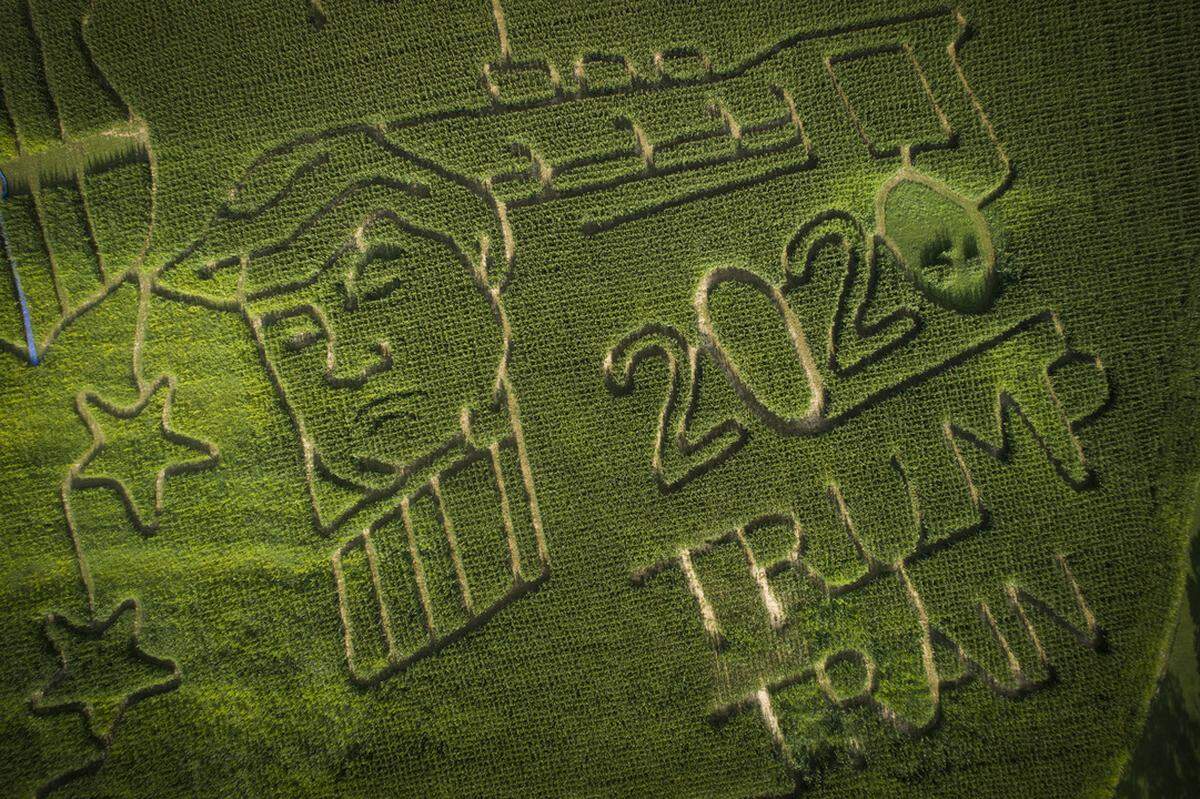 A 10-acre corn maze showing support for President Donald Trump and police officers sits at Truett Pumpkin Patch in McKee.. Owner Tim Truett has been building corn mazes on his property for eight years and shapes them according to the year’s hot topics. Truett has family members in law enforcement wanted to show support for President Trump and police with this year’s maze.