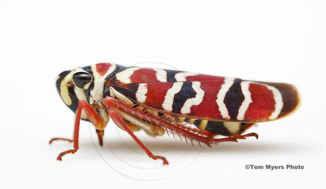This sharpshooter leafhopper, photographed in the Central American country of Belize, has a colorful harlequin pattern. Photo courtesy of Tom Myers