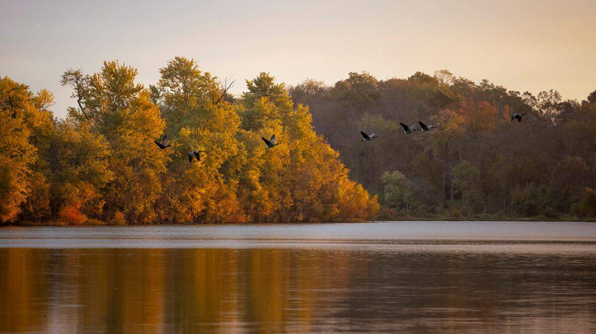 Canada geese fly above Jacobson Park reservoir in Lexington, Ky., on Thursday, Oct. 21, 2021.