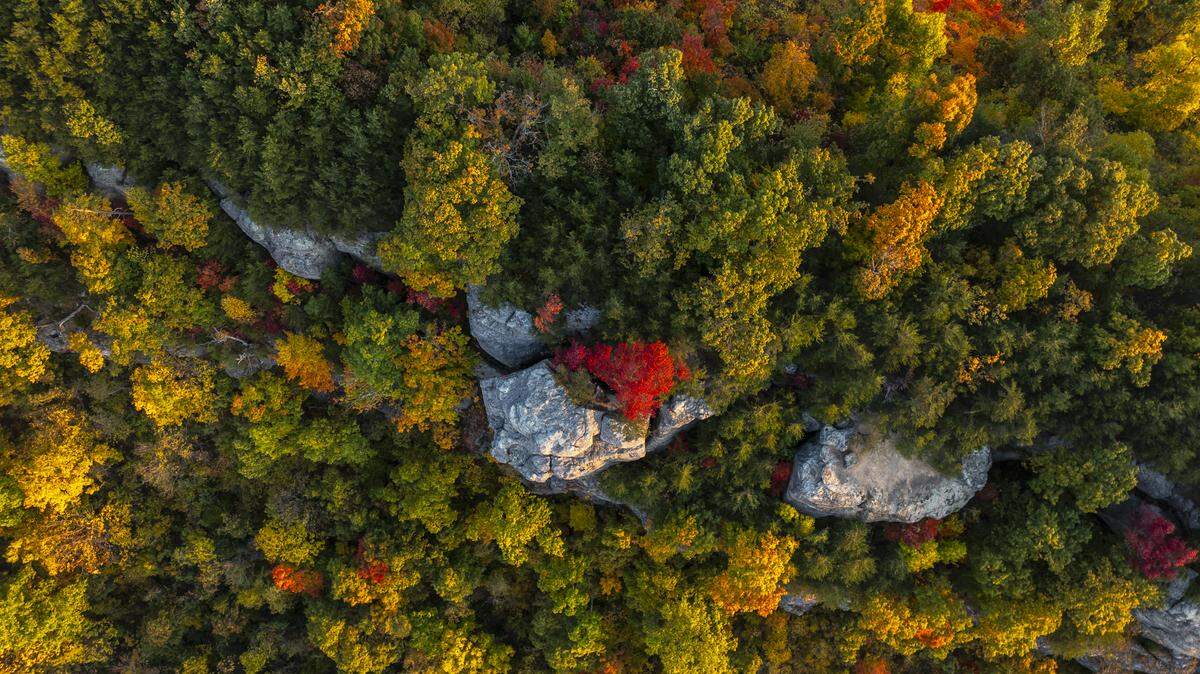 A lookout near East Pinnacle in the Berea College Forest is photographed at dawn. 
