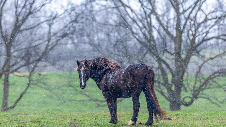 Central Kentucky farm rescues abused horses. And you can meet them.