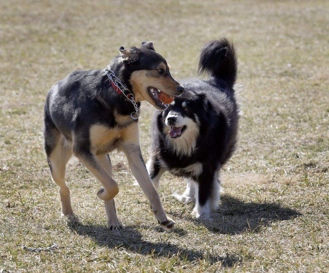 Two dogs played at the Jacobson Park Dog Park in Lexington in 2014. The city’s oldest dog park covers 8 acres divided into 2 paddocks.