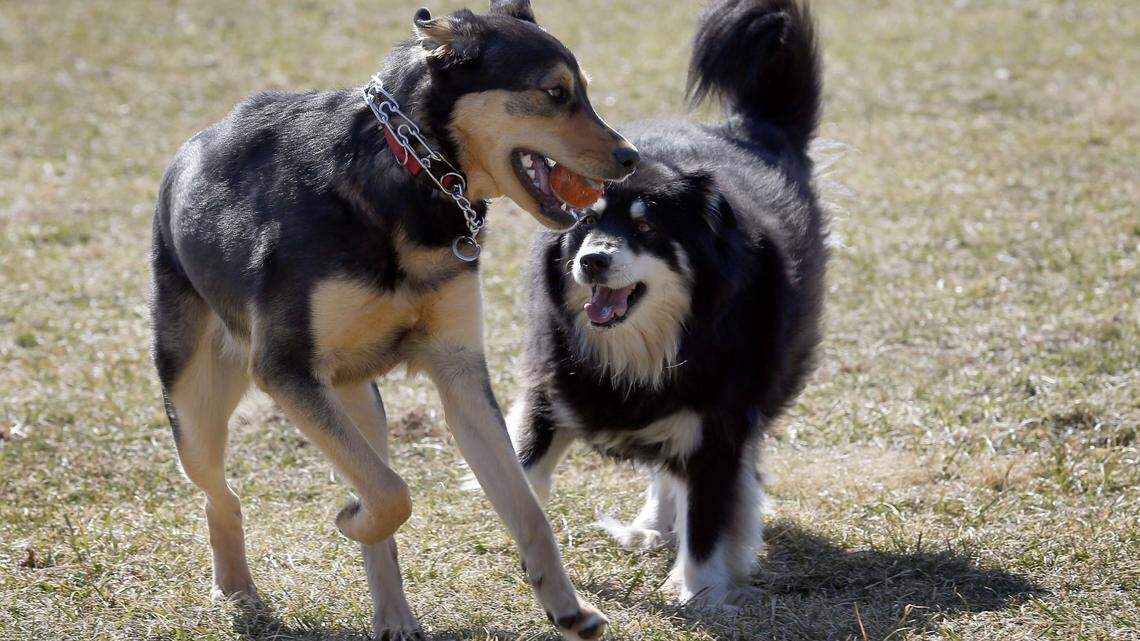 Need to let your dog off leash? Check out some of Lexington’s dog parks and pads