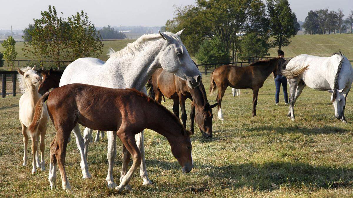 Warmbloods turned out to pasture on Wednesday, Sept. 22, 2010 at Spy Coast Farm on Iron Works Rd. in Lexington, Ky. Spy Coast Farm is a top breeder for sport horses in Fayette County. Photo by David Perry | Staff