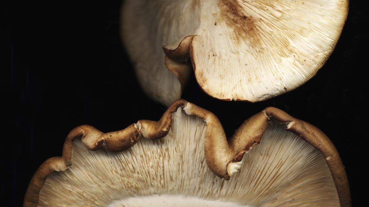 The Mountain Mushroom Festival in Irvine this weekend will include cooking competitions for morels, left, oysters and shiitakes.