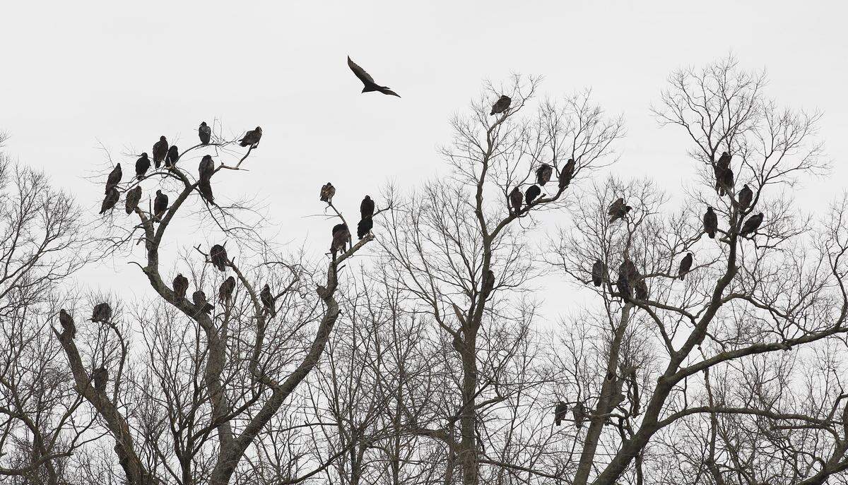 The barren limbs of trees in the Lansdowne neighborhood in south Lexington became a somber winter scene in February 2012 as the daily flock of turkey vultures begins to settle in for the evening.