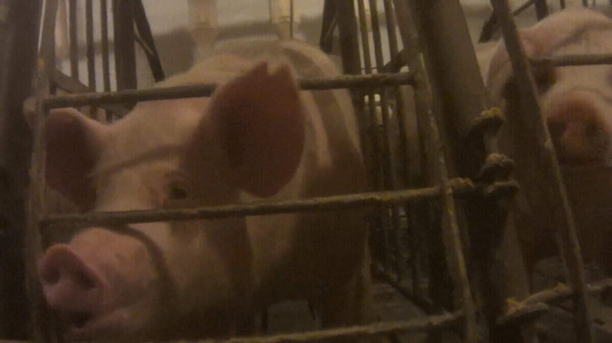 Boar and Springer Gestation 11-17_MP4.jpg