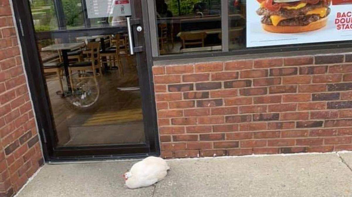 The Elizabethtown Police Department shared a photo of a guinea fowl named Frosty who enjoys hanging out at the local Wendy’s.