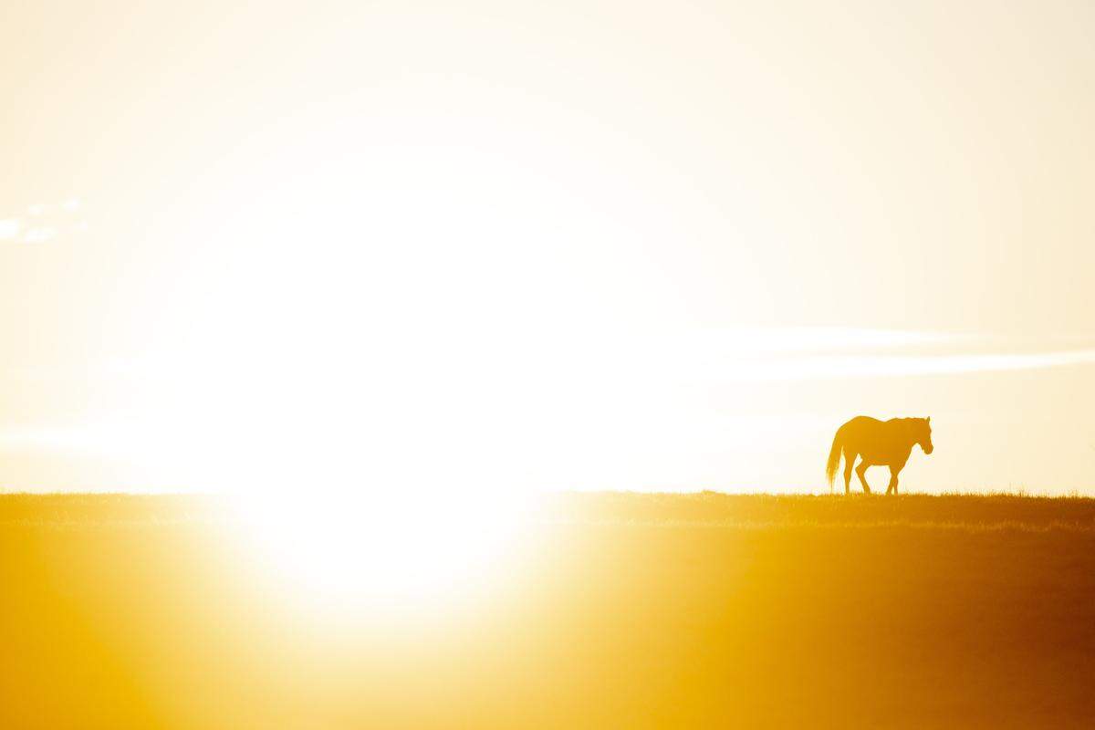 A horse stands in a field near Greenwich Pike in Lexington just before sunrise Thursday.