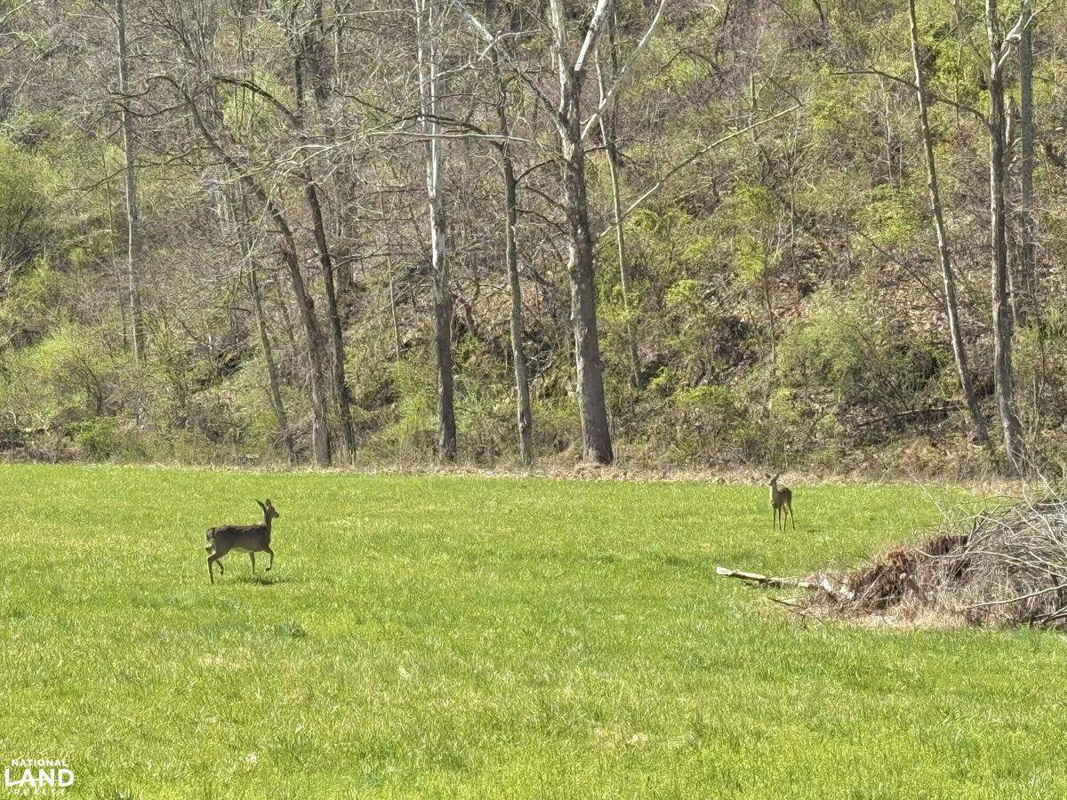 Deer graze at Witheniwe Farms. Maleah Crumpler said bears and coyotes are also around.