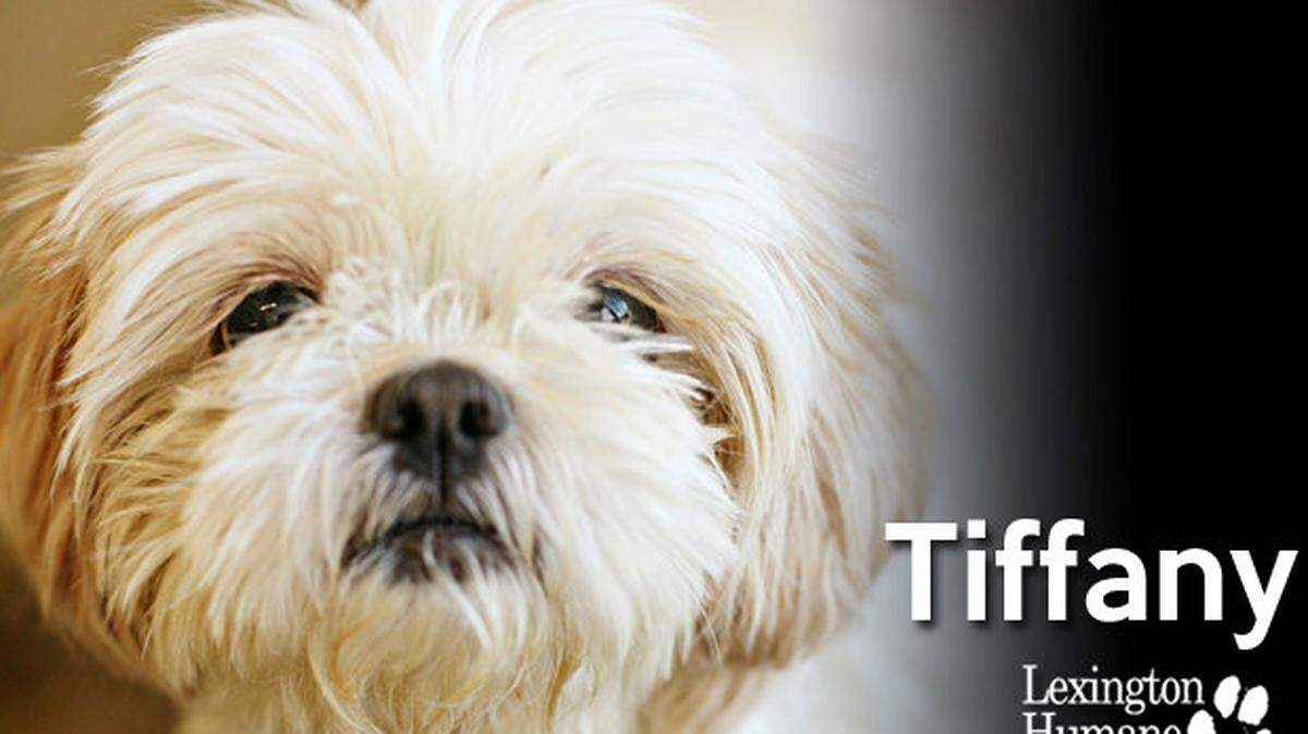 Tiffany, Lexington Humane  Society pet of the month 