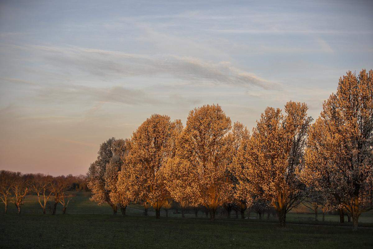 The rising sun illuminates trees near Greenwich Pike in Lexingotn just before sunrise Thursday.