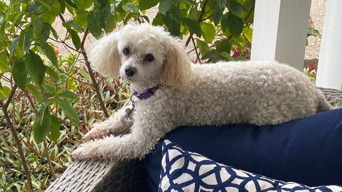 She helps her owner live with cancer. Now she’s missing in Central Kentucky.
