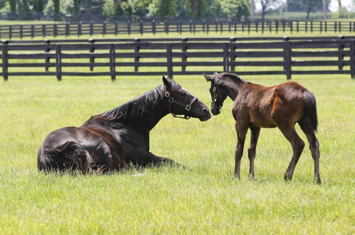 The road to the Kentucky Derby begins in the breeding shed and continues in late winter and early spring as foals are born and raised on Central Kentucky farms, many of them in and around Lexington. Seventeen of this year’s 3-year-old Derby contenders were born in Kentucky.