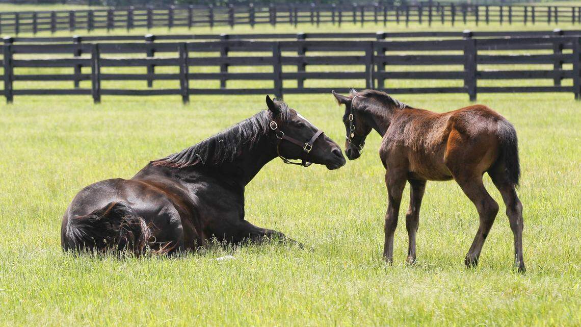 Where 2022’s Kentucky Derby contenders were born and how they made it to Churchill Downs