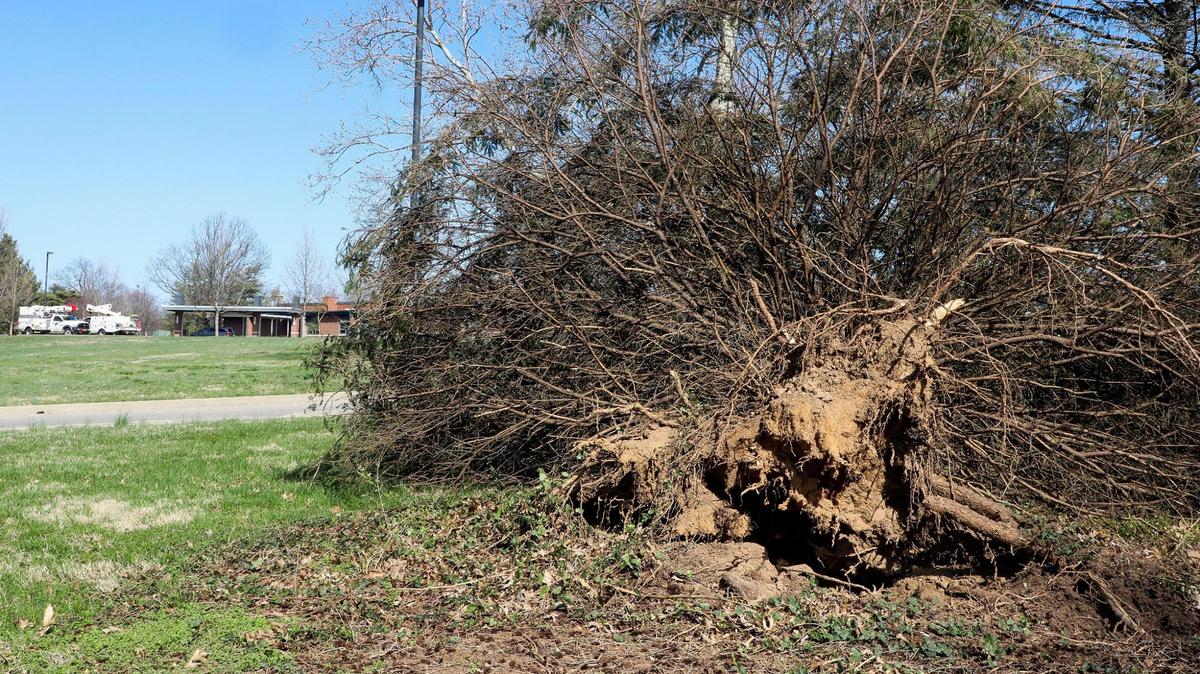 A tree lies in front of Glendover Elementary School Monday, March 6, 2023 in Lexington, Ky. Three days earlier a strong wind storm knocked out power to much of Lexington, Ky.
