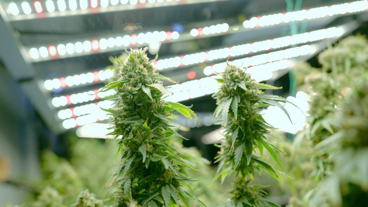 What kinds of patients are seeking certifications for medical cannabis cards in Kentucky? Largely working adults struggling with chronic pain and other conditions, one practitioner says.