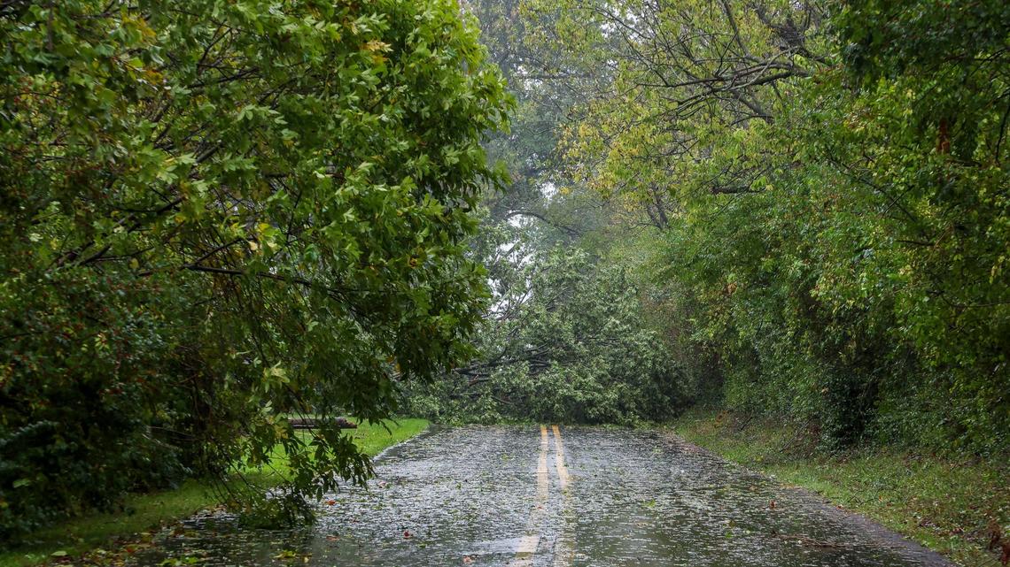 A downed tree and power line tree blocks Stone Road, Friday, Sept. 27, 2024 in Lexington, Ky. Rain and high winds from Hurricane Helene brought down trees all over the city.