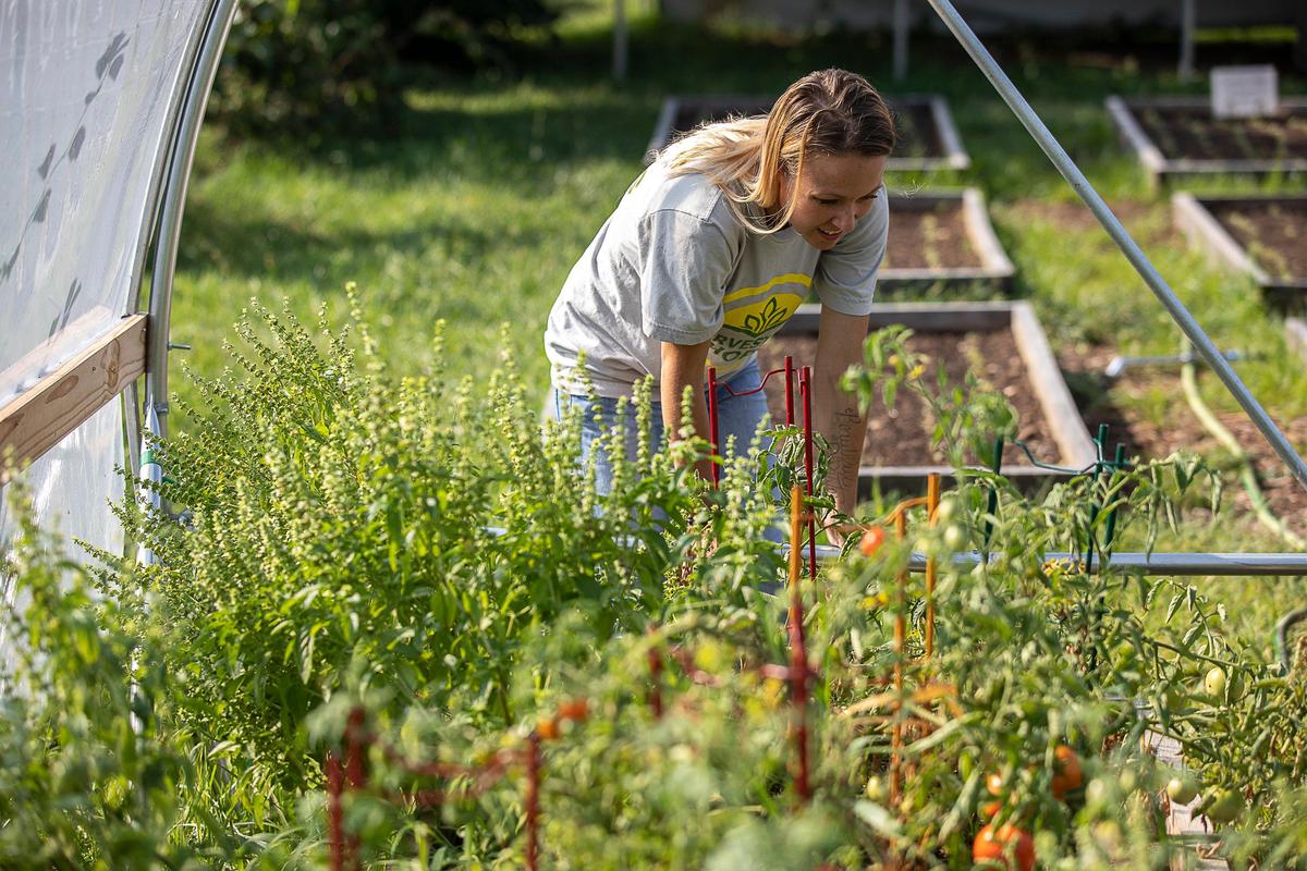 Teresa Kronmueller, a graduate of the Harvesting Hope program, picks tomatoes at the the Berea Urban Farm in Berea, Ky., Thursday, Aug. 22, 2019.