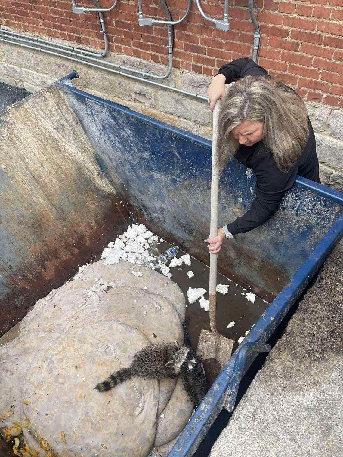 Misty Combs removed two young raccoons from a dumpster in Letcher County. They had apparently been attracted by the smell of fermented peaches discarded by a nearby distillery.
