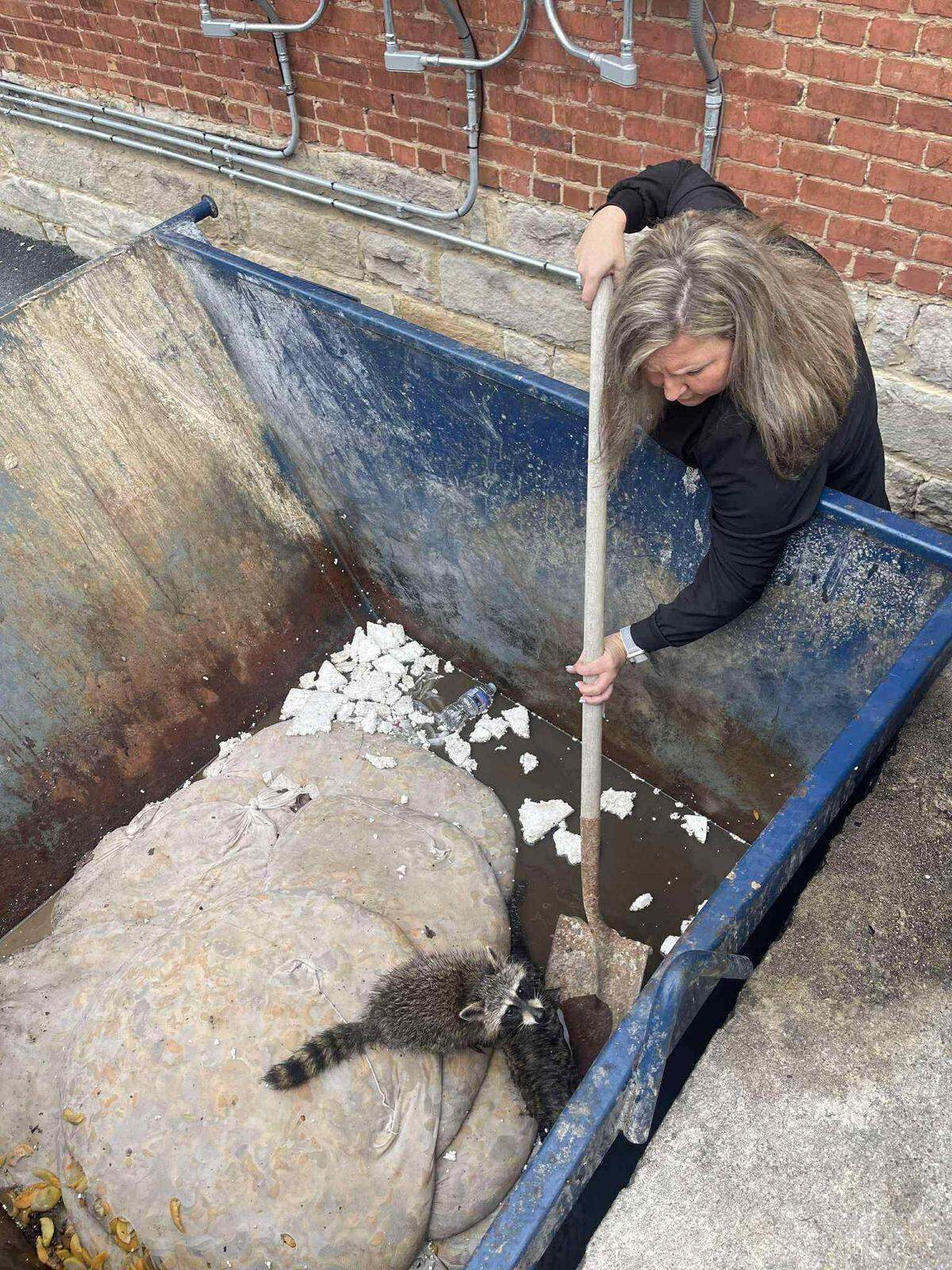 Misty Combs removed two young raccoons from a dumpster in Letcher County. They had apparently been attracted by the smell of fermented peaches discarded by a nearby distillery.