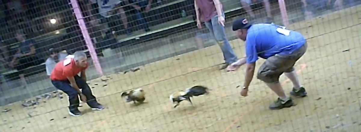 People taking part in a cockfight in Clay County, Kentucky released their roosters to begin the fight. A non-profit called Showing Animals Respect and Kindness (SHARK) shot the photo undercover.