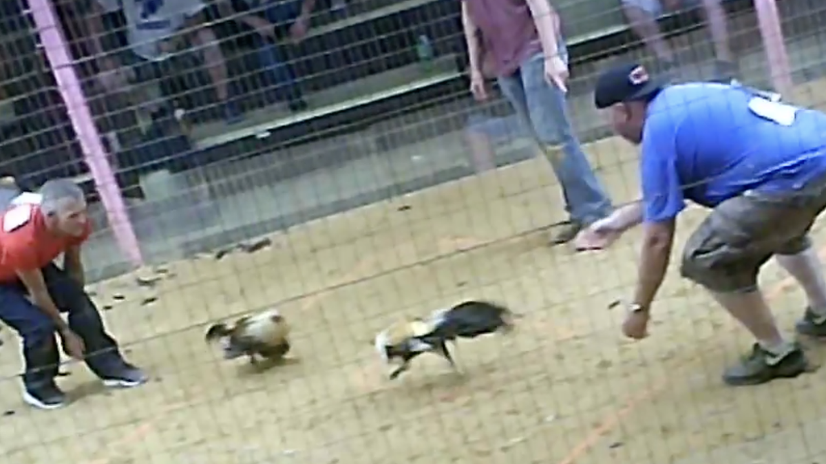 People taking part in a cockfight in Clay County, Kentucky released their roosters to begin the fight. A non-profit called Showing Animals Respect and Kindness (SHARK) shot the photo undercover.