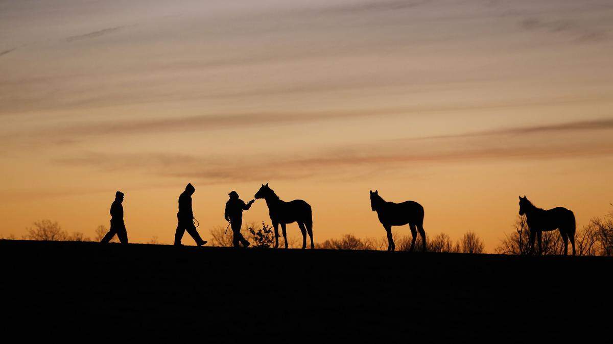 Mill Ridge Farm on Bowman Mill Road in Lexington is among participating farms that will be part of an effort similar to the Kentucky Bourbon Trail.