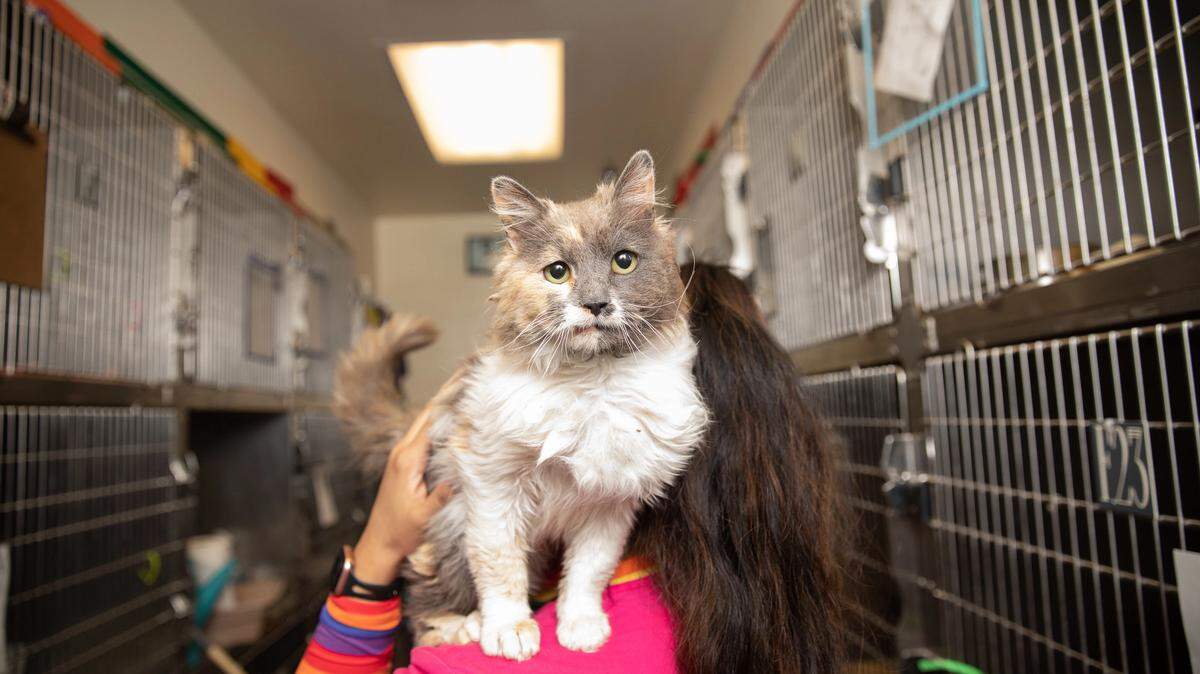 Kentucky was recently ranked the 10th worst state in the U.S. for shelter pet deaths by and advocacy organization. (Best Friends Animal Society photo)