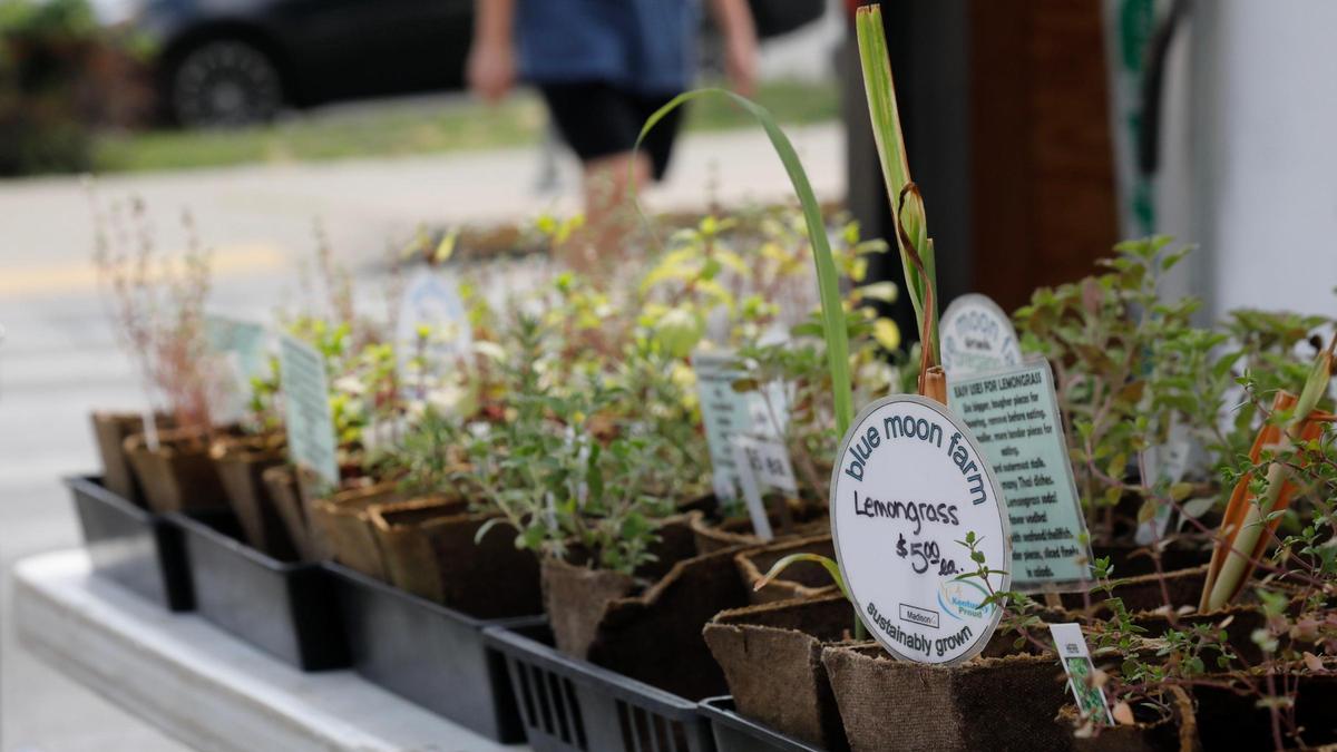 Plants for sale sit on display at Blue Moon Farm’s booth on Saturday, June 17, 2023 at the Fifth Third Pavilion in Lexington, Ky.