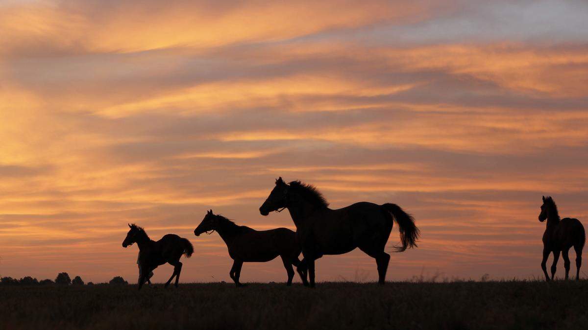 A total of 15,695 mares were bred in 2013, up 334 mares, and 11 more stallions were breeding in Kentucky, up 4.9 percent from 2012. The state's signature industry seems to be growing without expanded gambling.
  