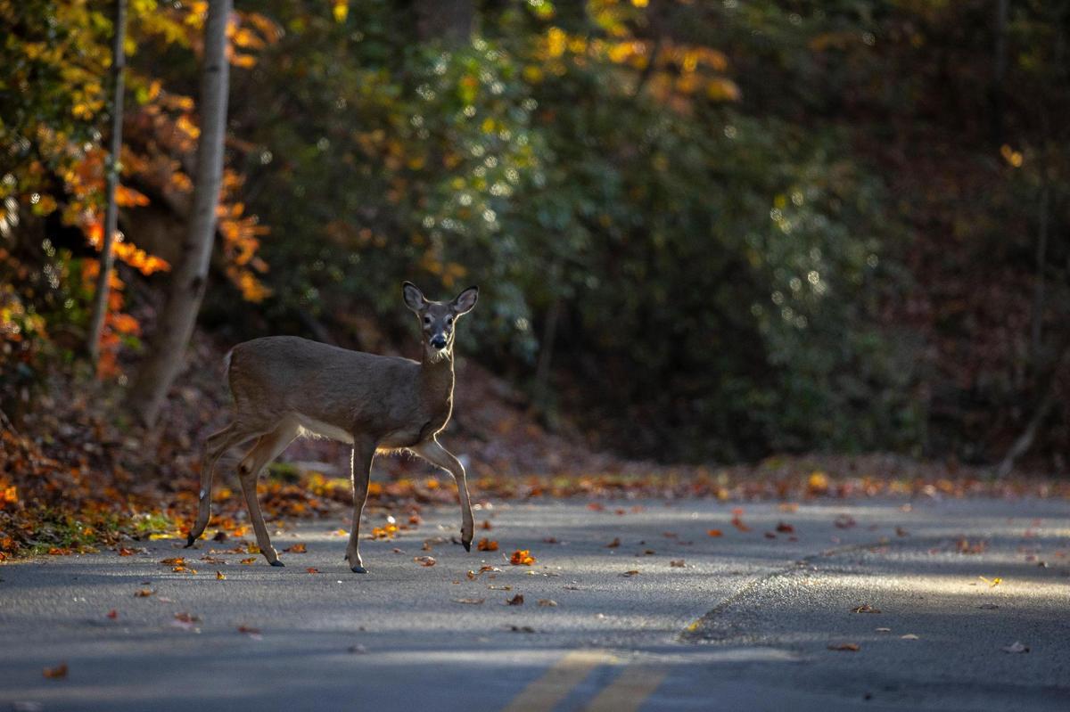 Pine Mountain State Park. Friday, Nov. 5, 2021
