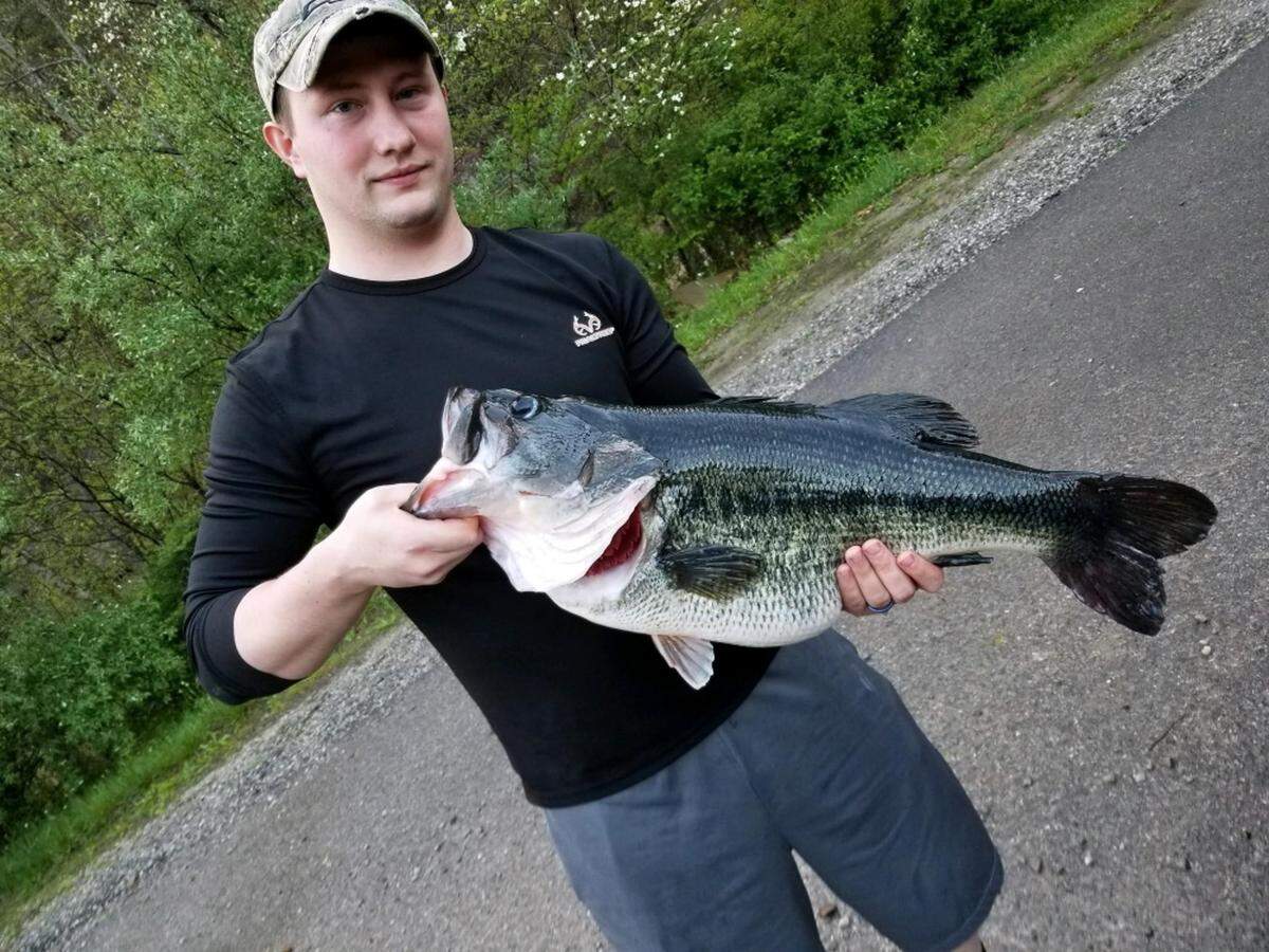 The record largemouth bass in Kentucky was caught in 2019 in Harlan County’s Highsplint Lake, where state data reveals Florida traits are in most of the largemouth bass population.
