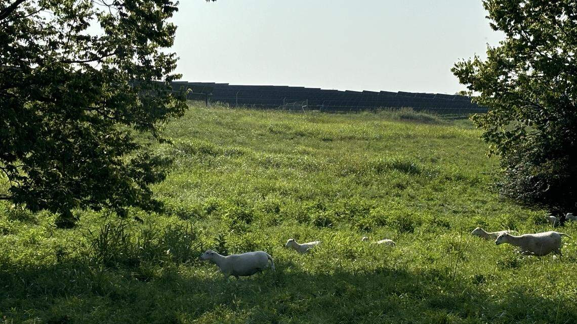 Sheep graze at Silicon Ranch’s Turkey Creek solar farm in Garrard County, Ky.
