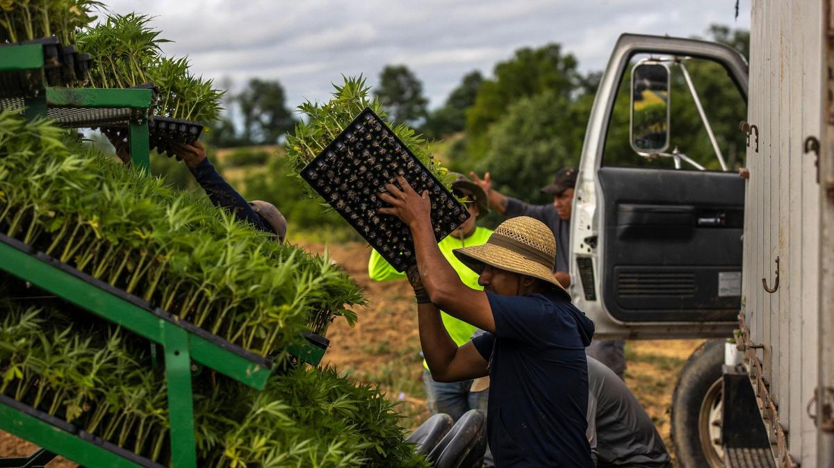 Hemp clones are loaded onto a tractor to be set in a field in Owen County, Ky., on Thursday, June 22, 2023.