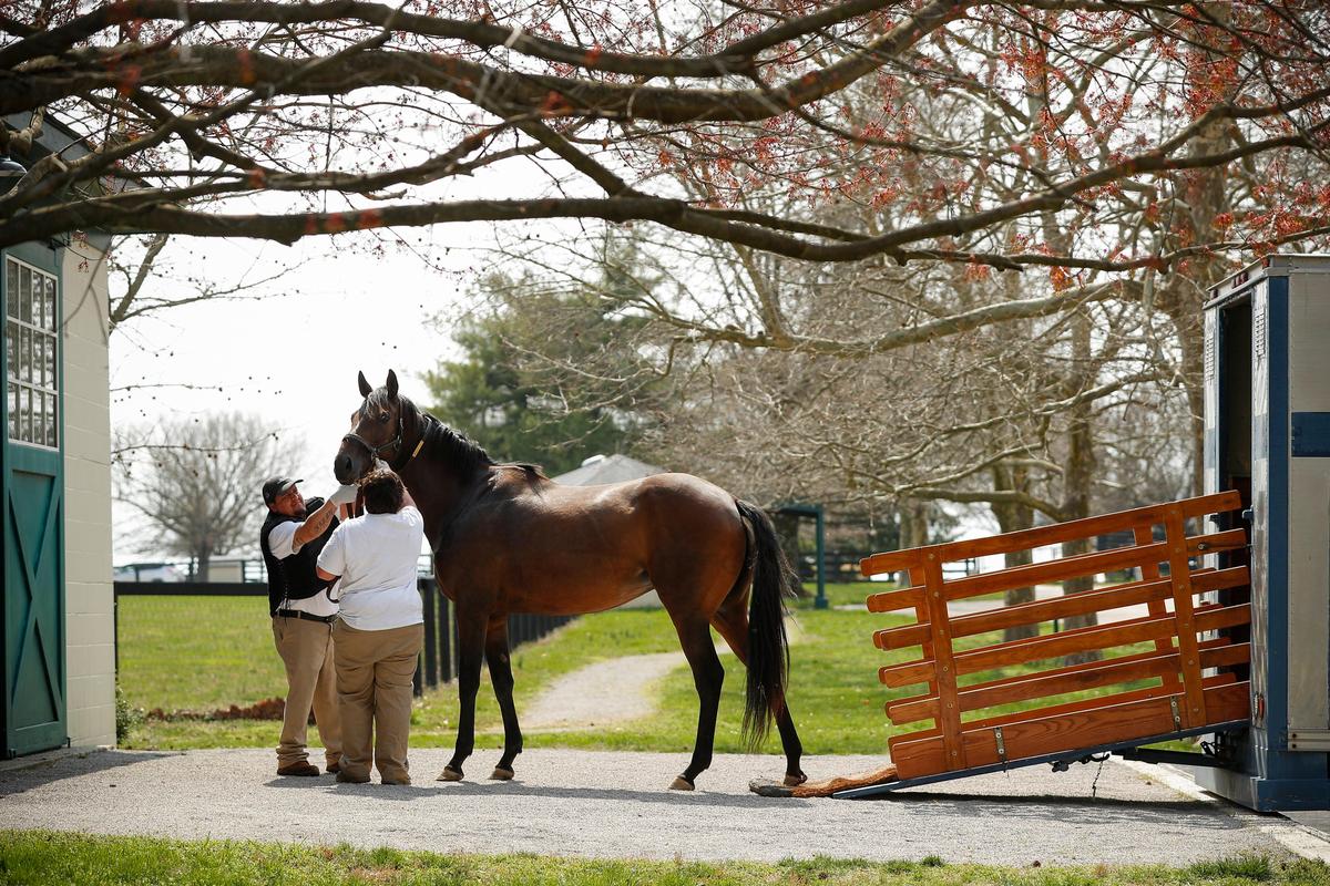 The mare Memorial Wall was lead from a van Friday by Martina Portillo before being handed off to Ramon De Lira for a breeding session with Oscar Performance at Mill Ridge Farm in Lexington. Kentucky’s Thoroughbred breeders are taking extra precautions, like wearing gloves and isolating personnel, to keep COVID-19 from spreading from farm to farm.